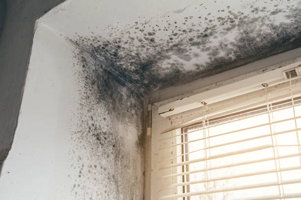 Affordable Mold Remediation solutions in Arlington, VA