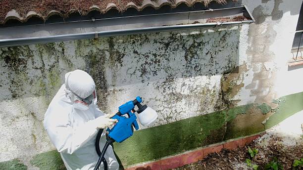 Top rated local Mold Remediation specialists in Arlington, VA